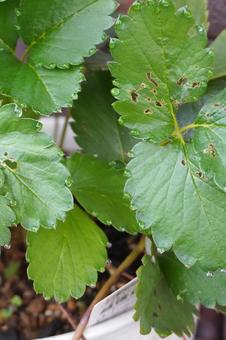 鉢植え苺苗の葉っぱと水滴03 苺苗,イチゴ,苗の写真素材