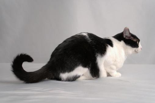 猫 ねこ,ペット,横の写真素材