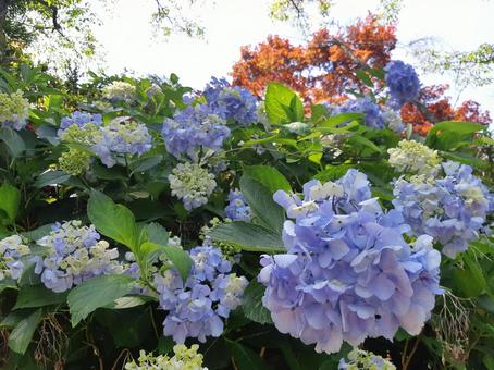 青いアジサイ02 青いアジサイ02 紫陽花,アジサイ,花の写真素材