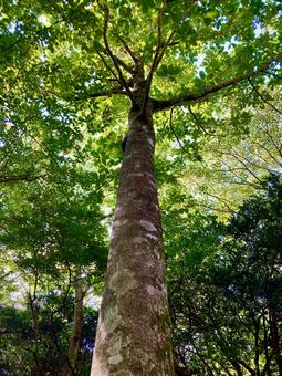 Photo, magnolia, honoki, wood, 
