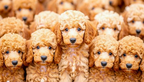 犬の大群 犬の大群の写真