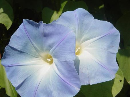 朝顔 朝顔 朝顔,花,夏の写真素材