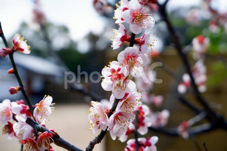 梅の花（好古園） 梅,うめ,ウメの写真素材