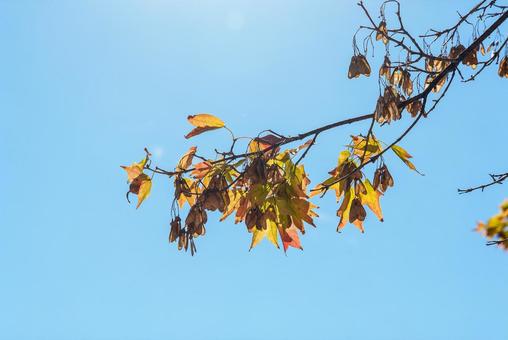 トウカエデ トウカエデ,紅葉,カラフルの写真素材