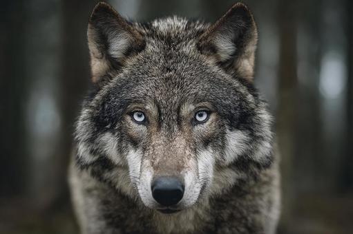 毛並みまでリアルに再現されたオオカミの顔 毛並みまでリアルに再現されたオオカミの顔の写真