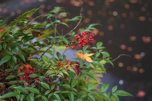 池のほとりに南天 南天,池,池の畔の写真素材