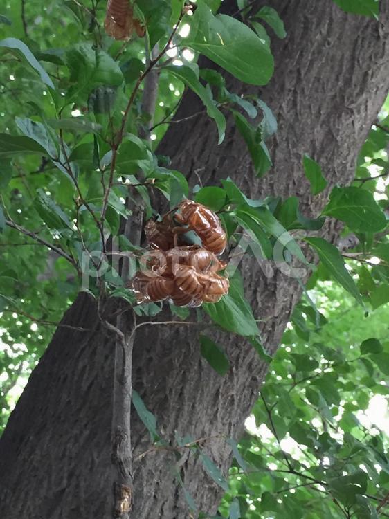 セミの抜け殻の塊 木,葉,木材の写真素材