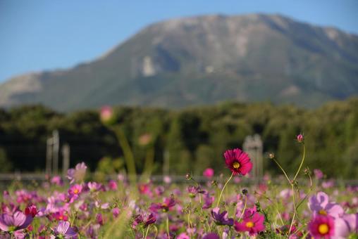 伊吹山と秋桜5 伊吹山と秋桜5の写真