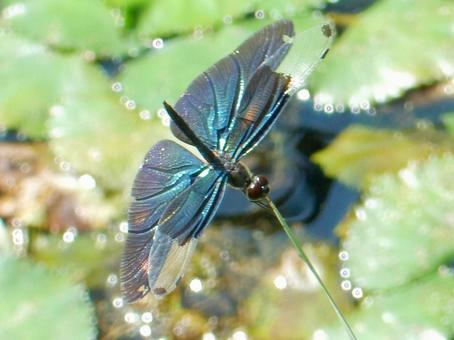 【昆虫写真】チョウトンボ(蝶蜻蛉) 【昆虫写真】チョウトンボ(蝶蜻蛉)の写真