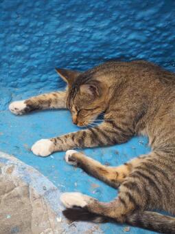 モロッコ｜シャウエンと猫の昼寝 猫,ねこ,ネコの写真素材