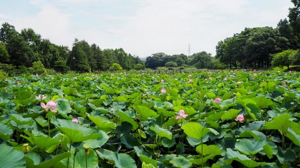 水元公園のハス池・ピンクの蓮の花・葛飾区 水元公園のハス池・ピンクの蓮の花・葛飾区の写真