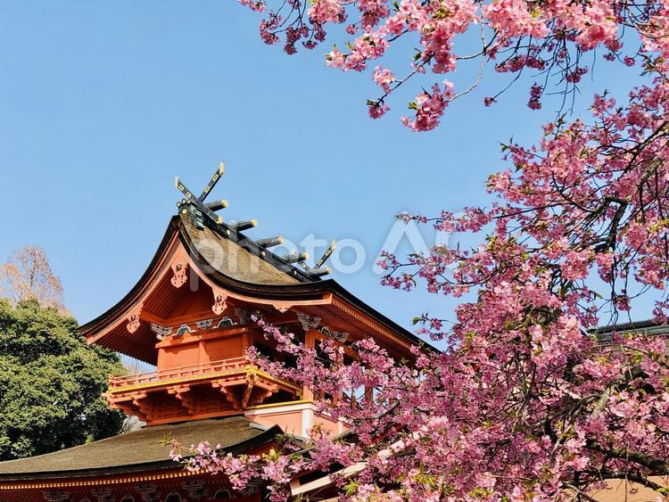 神社の桜 さくら,春の風景,風景の写真素材