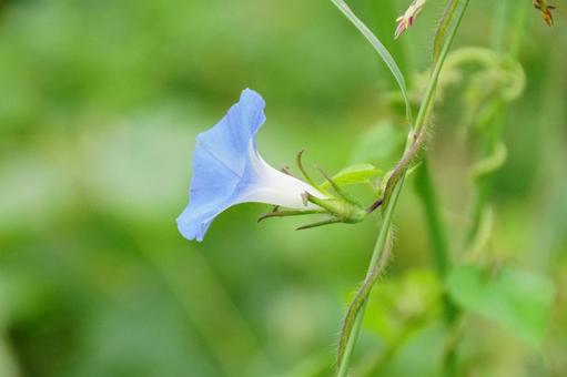 アサガオの花 アサガオの花の写真