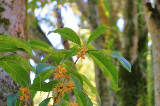 キンモクセイ　蕾 キンモクセイ,金木犀,木の写真素材