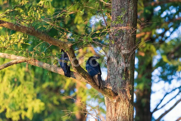 見られていることに気づいて振り返るカラス カラス,野鳥,鳥の写真素材