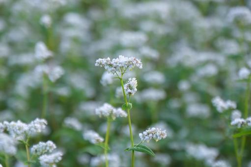 蕎麦の花 蕎麦の花,蕎麦,白い花の写真素材