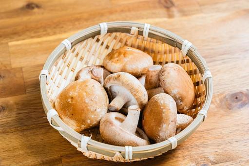 ざる盛りの小さな椎茸 ざる盛りの小さな椎茸 椎茸,キノコ,しいたけの写真素材