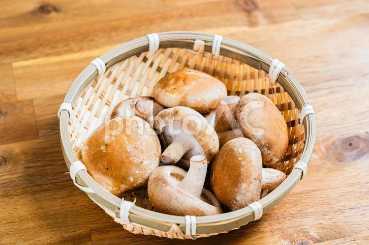 ざる盛りの小さな椎茸 椎茸,キノコ,しいたけの写真素材