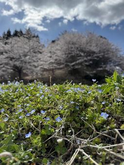 オオイヌノフグリと桜 オオイヌノフグリと桜の写真