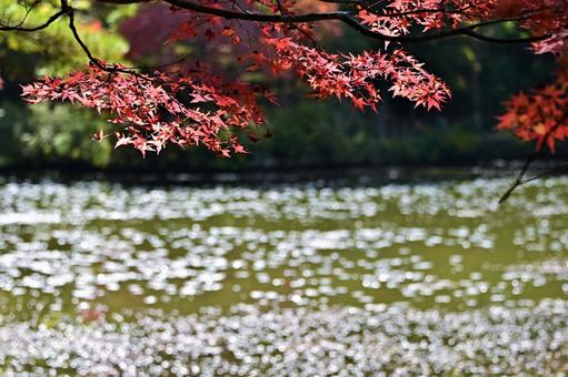 森林植物園の紅葉 森林植物園の紅葉の写真