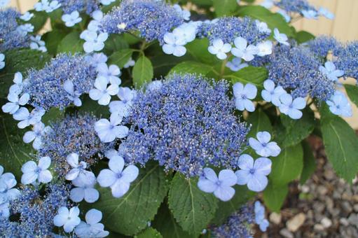 紫陽花9 紫陽花,あじさい,アジサイの写真素材