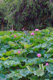 ハス池 ハスの花4ー64 ハス池 ハスの花4ー64 古代ハス,ハス,ハスの花の写真素材