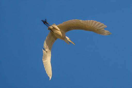 飛ぶダイサギ 飛ぶダイサギ ダイサギ,野鳥,サギの写真素材