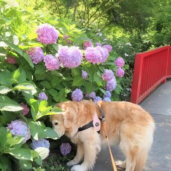 ゴールデンレトリーバーと紫陽花 ゴールデンレトリーバー,犬,いぬの写真素材
