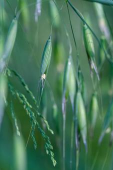 カラスムギ カラスムギの写真