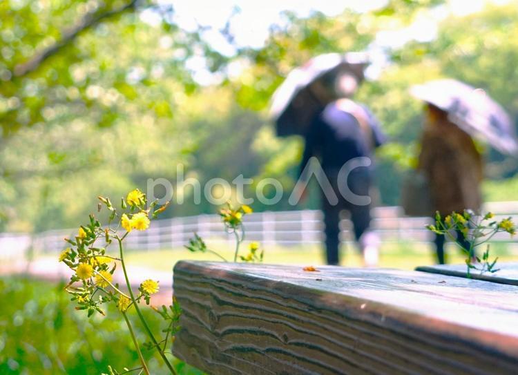 春の小花とベンチ 新緑,若葉,青葉の写真素材