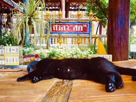 タイのお寺の境内で寝そべる黒猫 タイのお寺の境内で寝そべる黒猫 猫,黒猫,ネコの写真素材