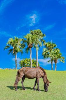 鹿児島　開聞山麓自然公園（トカラ馬牧場） 開聞山麓自然公園,トカラ馬牧場,開聞岳の写真素材