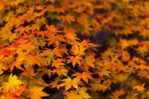 紅葉風景 紅葉風景,紅葉,箕面の写真素材