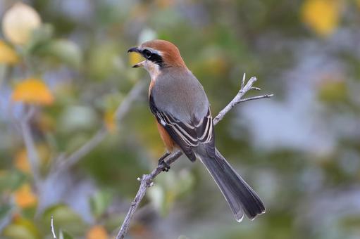 モズ モズ,百舌鳥,冬鳥の写真素材
