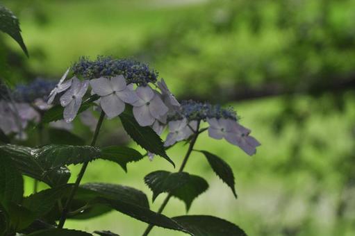Hydrangea, JPG