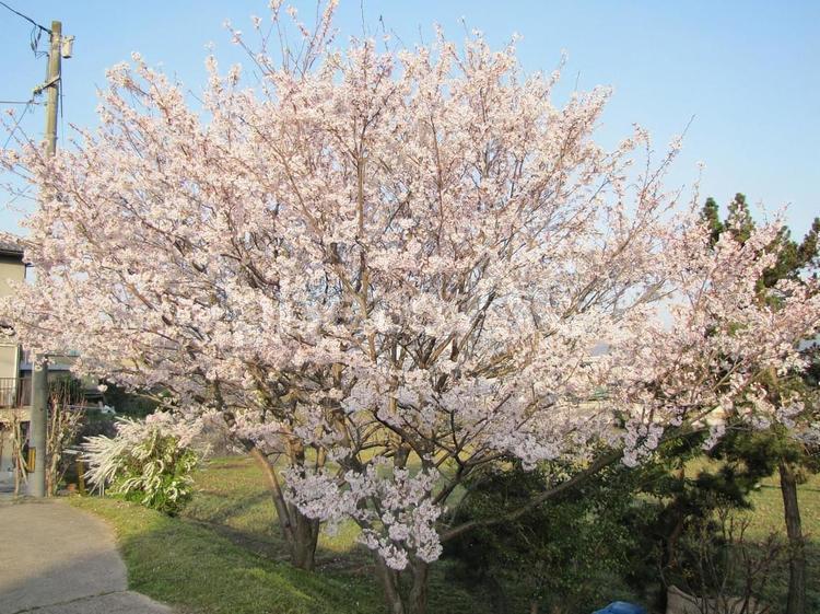 【花の写真】桜が咲く風景 桜,さくら,サクラの写真素材