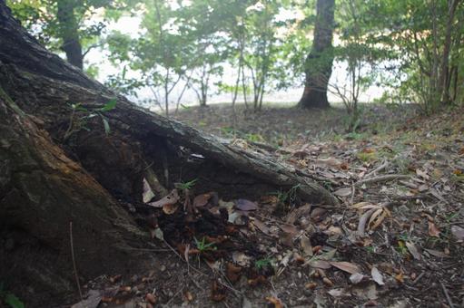 公園の森の木の幹　3 公園,樹木,樹の写真素材