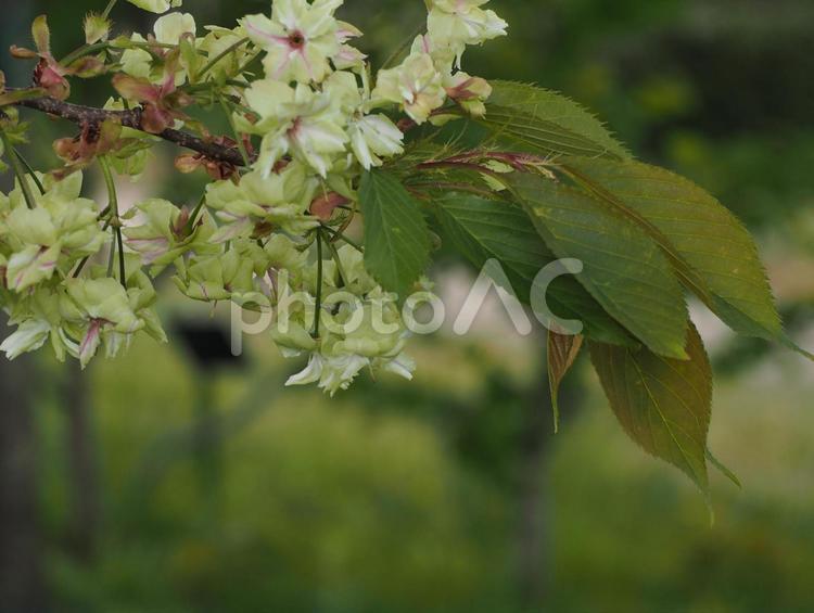 緑の花　桜　御衣黄⑨ 桜,御衣黄,八重桜の写真素材