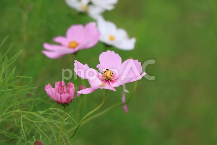 コスモス コスモス,秋桜,秋の写真素材