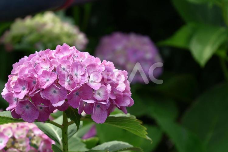 雨に濡れて咲く あじさい,花,アジサイ科の植物の写真素材