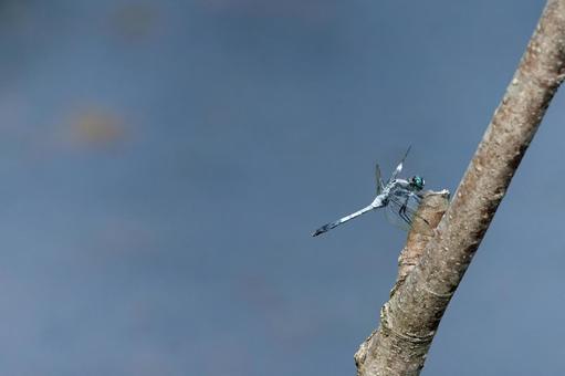 Photo, dragonfly, shiokara, summer, 