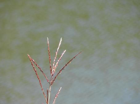 秋の草花 秋の草花の写真