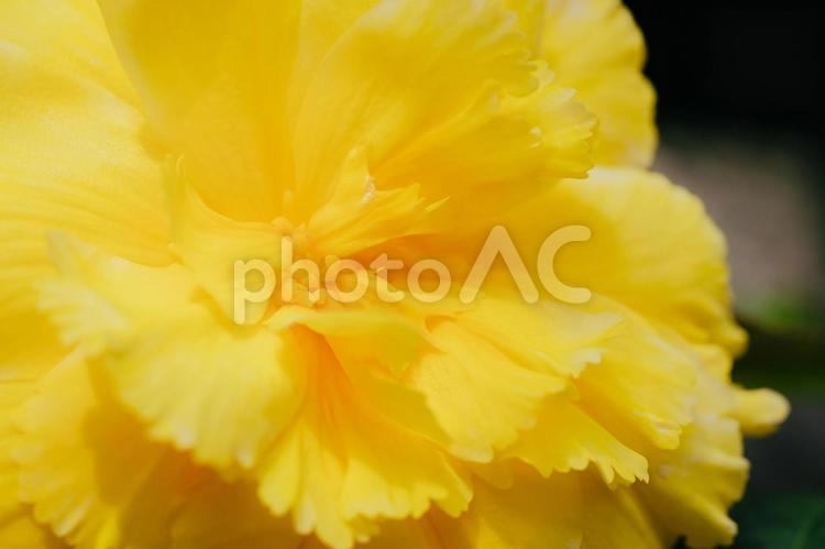 神代植物公園に咲く黄色のバラ 日本,花,バラの写真素材