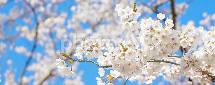 春の満開の桜と青空の背景画像 春,4月,背景の写真素材