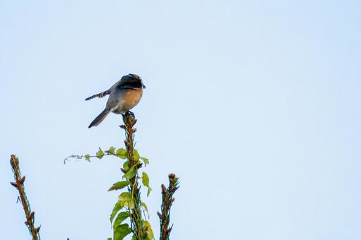 モズ(34) モズ(34)の写真