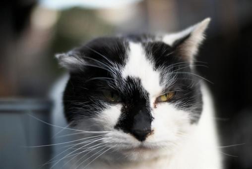Glaring cat, JPG Glaring cat, JPG