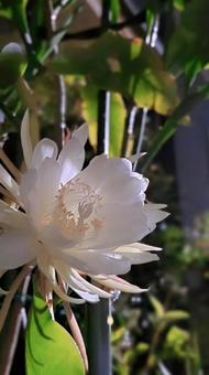 花 月下美人,白い花,植物の写真素材