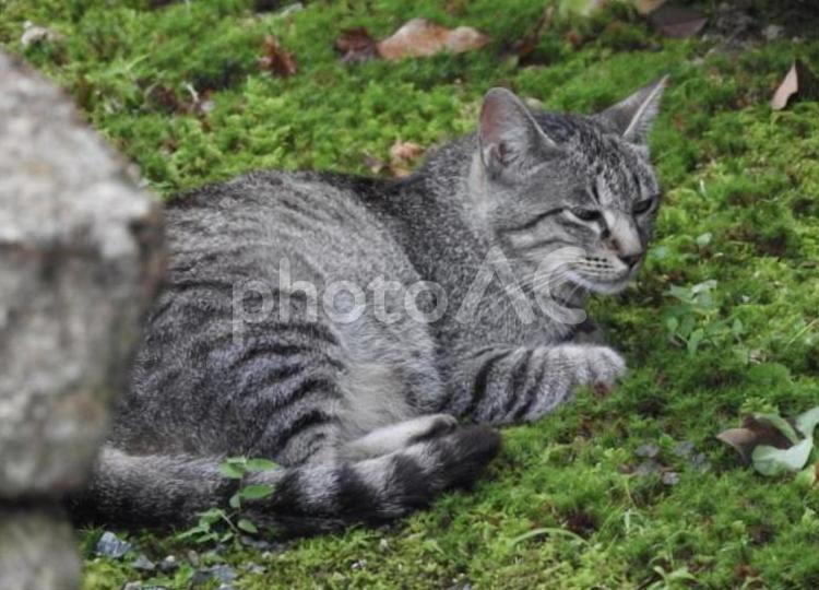 猫と緑 猫,猫ちゃん,生き物の写真素材