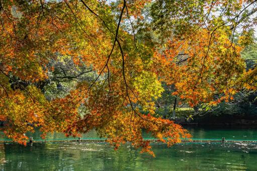 杭州・西湖と紅葉 西湖,杭州,中国の写真素材