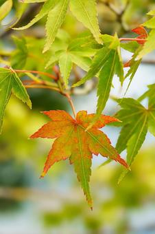 Photo, momiji leaves, momiji, maple, 